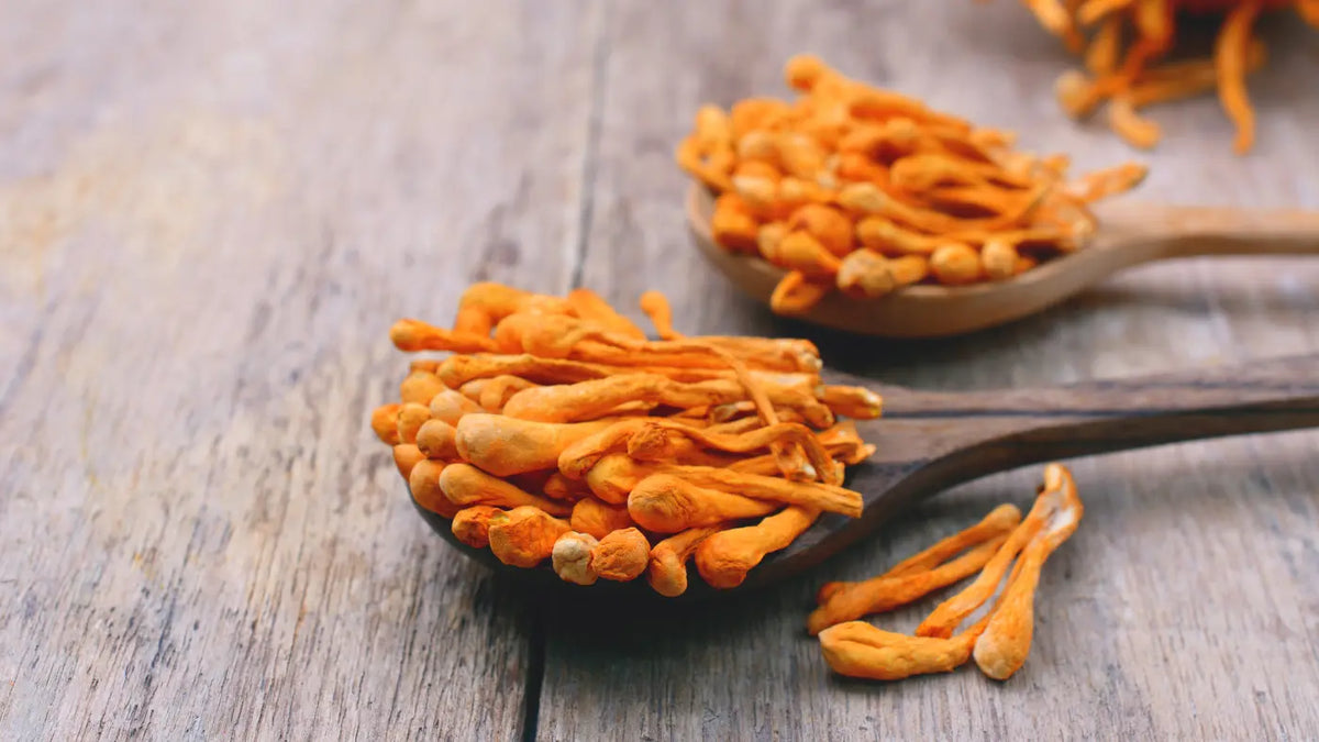 Cordyceps: učinki, odmerjanje, neželeni učinki