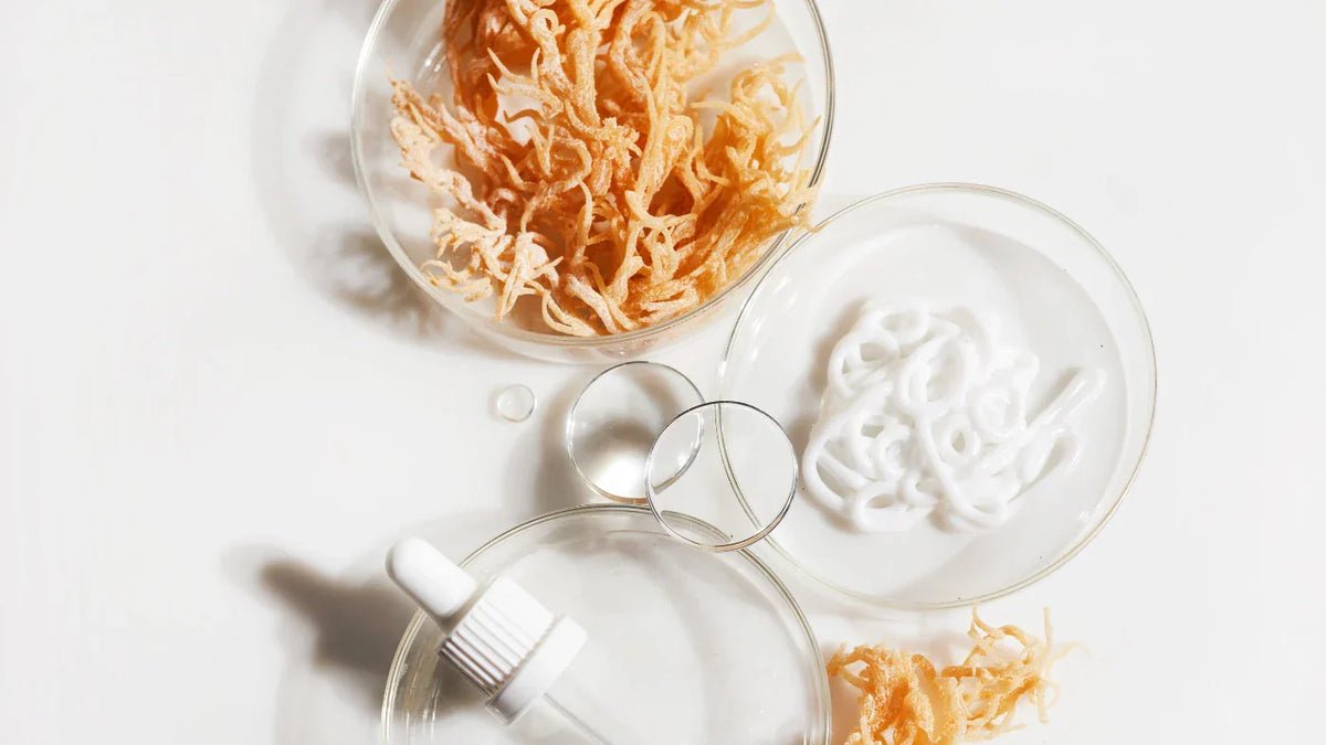 10 učinkov "sea moss", oziroma morske mahovine